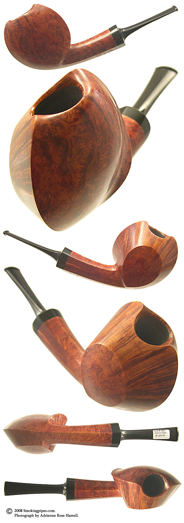 Tokutomi Smooth Blowfish (One Snail)