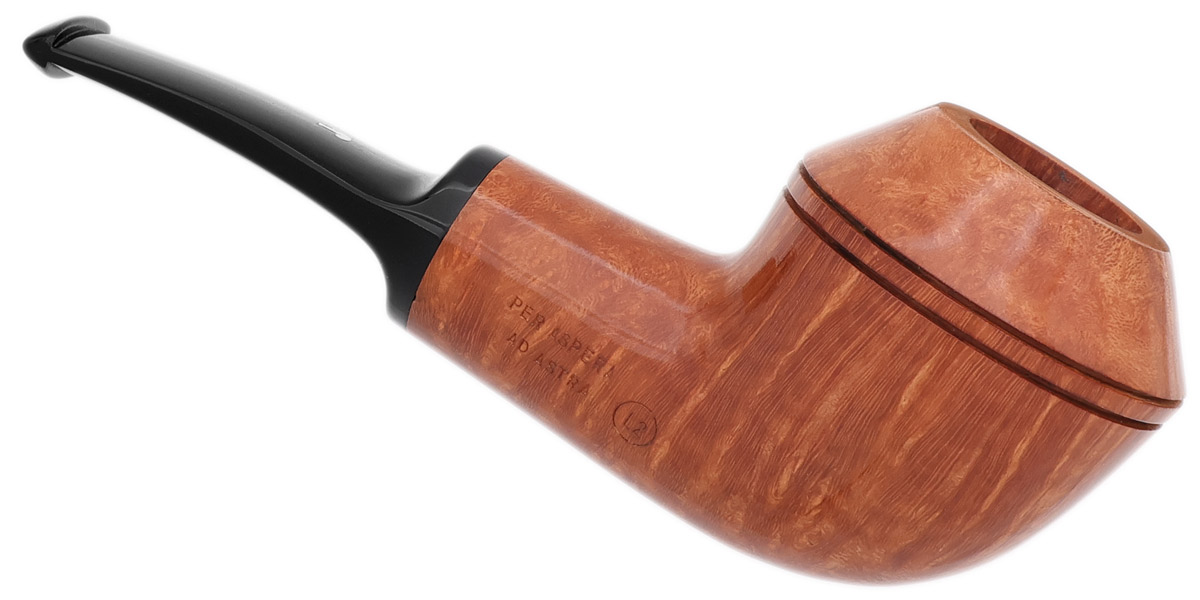 Ser Jacopo Smooth Rhodesian (L2)