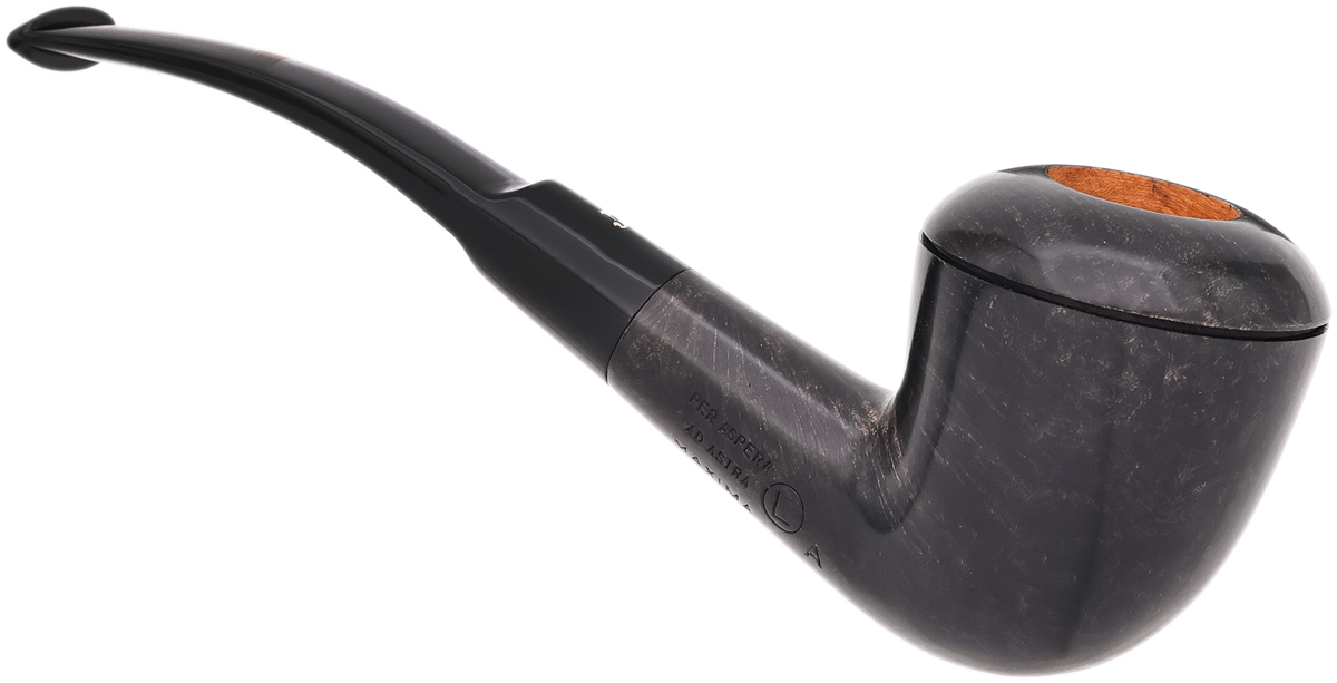 Ser Jacopo Smooth Rhodesian (L) (A) (Maxima)