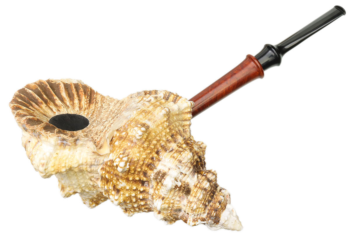 Todd Johnson The Conch (Phalanx Q)