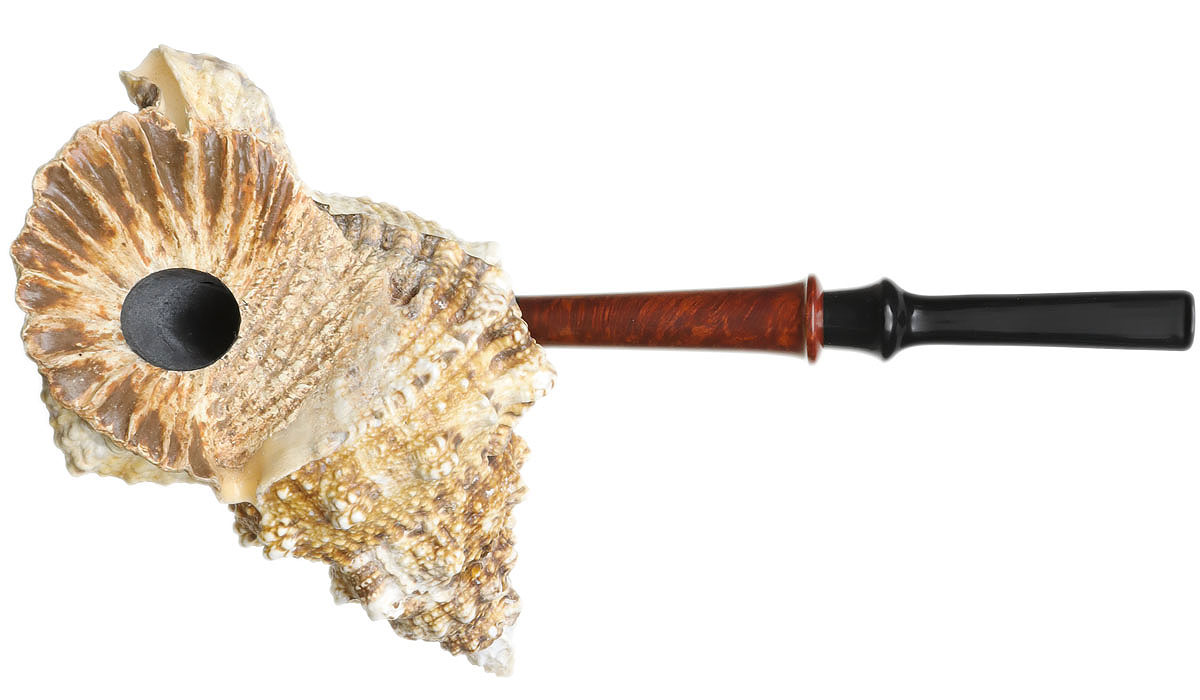 Todd Johnson The Conch (Phalanx Q)
