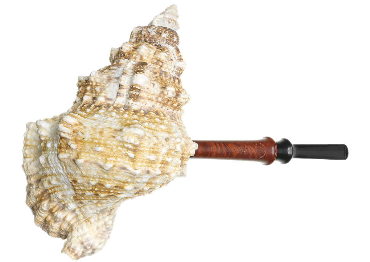 Todd Johnson The Conch (Phalanx Q)