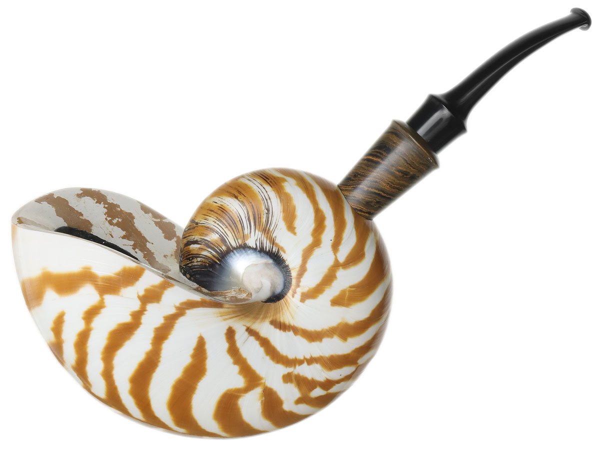 Todd Johnson Tiger Nautilus