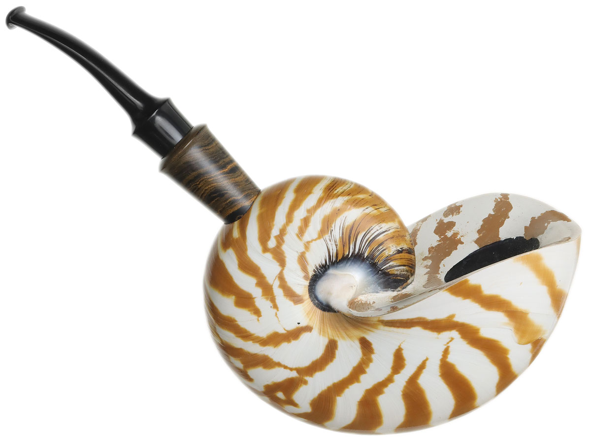 Todd Johnson Tiger Nautilus