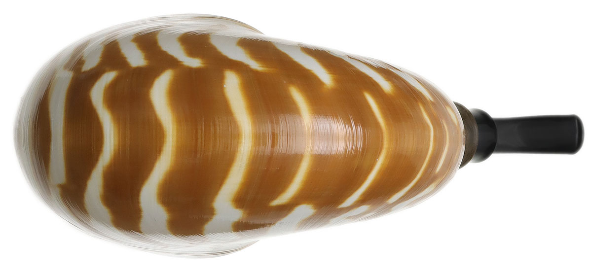 Todd Johnson Tiger Nautilus