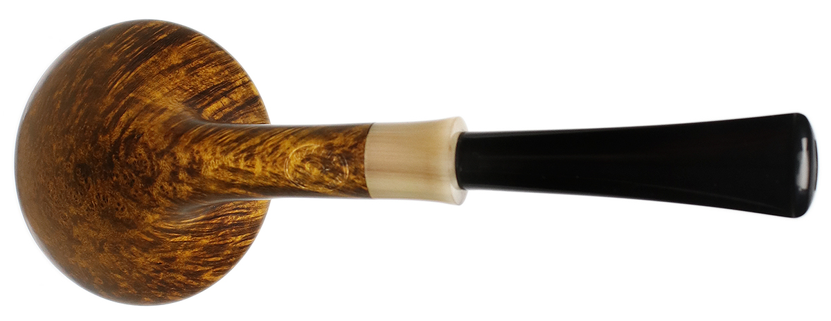Il Duca Smooth Rhodesian with Horn (D)