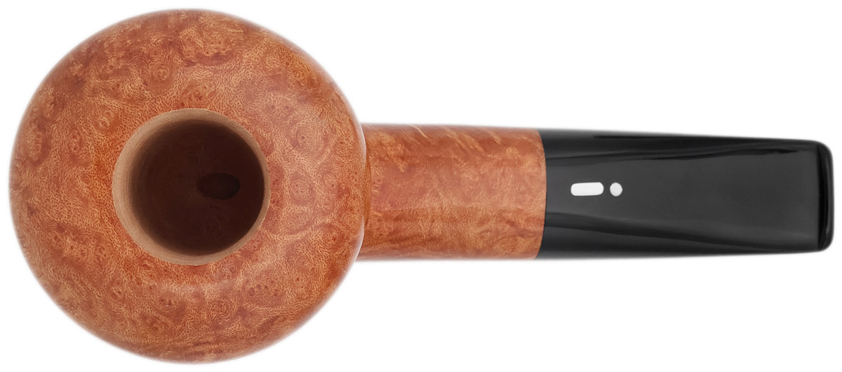 Jacono Rook Acorn (2025)