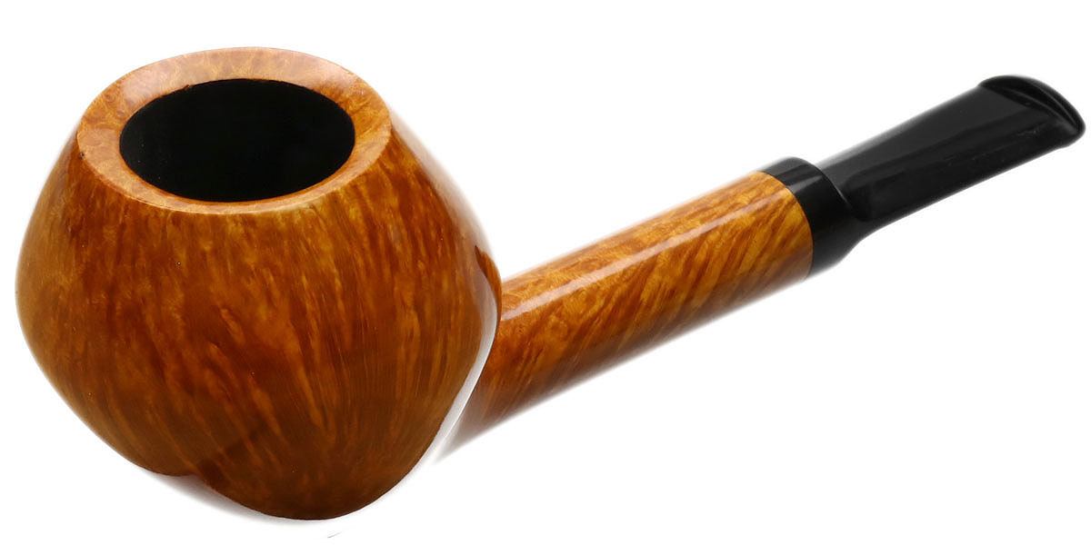 Davide Iafisco Smooth Rhodesian