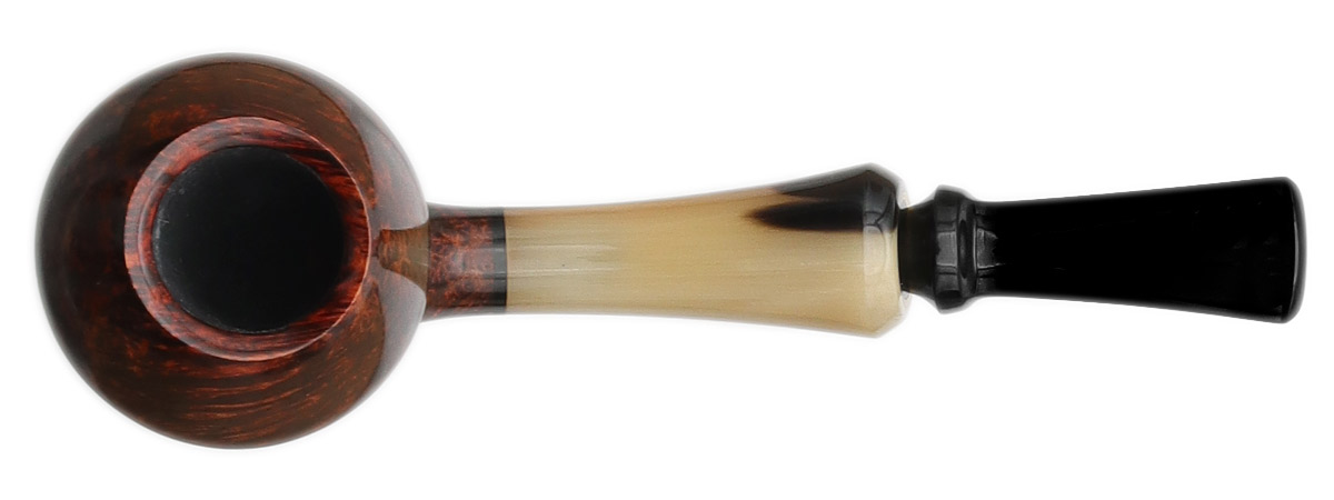 Luiz Lavos Smooth Rhodesian with Horn