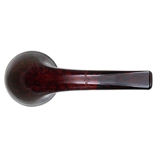 Ryan Alden Smooth Rhodesian